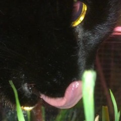 Make u a star;; astalosy X lady loong