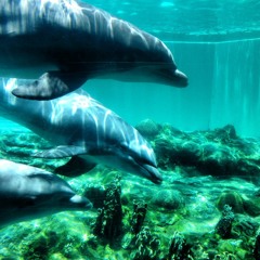 Parloteo de Delfines