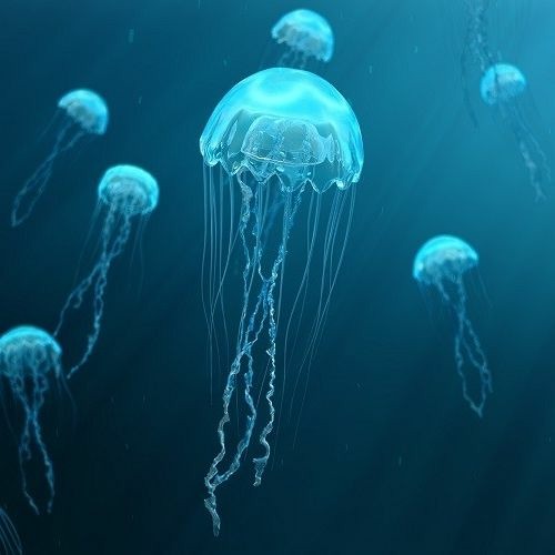 Jellyfish