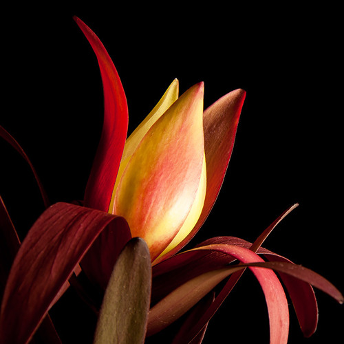 Life Form (Deep Dubstep)