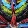 PAJARO PINTERO - Esteban Garcia