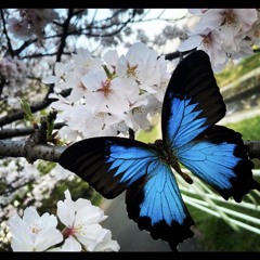 PRIDE〜I’ll Never Give Up My Dream〜