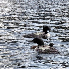 The Loons of Agassiz