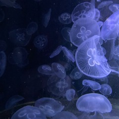 Untitled Requiem - excerpt