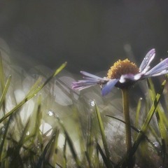 Eclosion