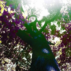 Balsamin mood (FREE DOWNLOAD)