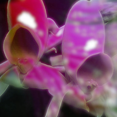 Man 145 Daniel Haaksman "Flora" (Baile Funk Mix)