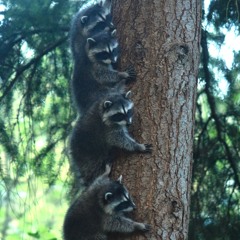 Audio Baby Raccoons Arrive