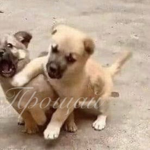 Прощай [alldogsgotoheav3n Remix]