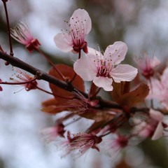 Song Of Sakura