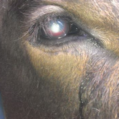 Best Treatment Of Pink Eye In Cattle Reviews