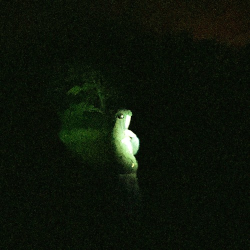 OR SUR MES CICATRICES