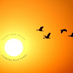 Birds in the Yellow Sky