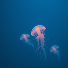 Beneath the Breakers