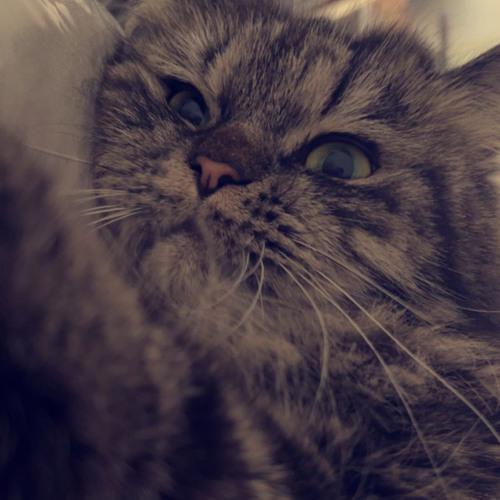 ‎⁨عشقي مسكني وداري - الأنين