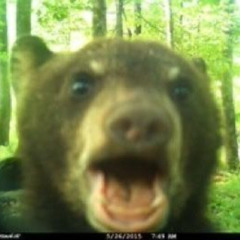 Bear (Greek week mix)