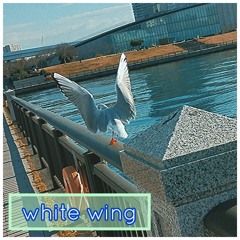 white wing