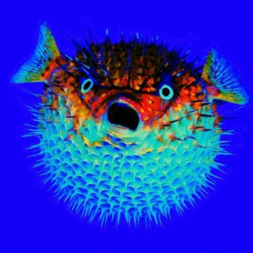pufferfish [live sesh]