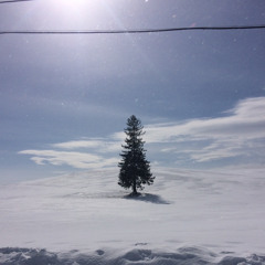 A thousand years cover