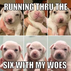 cute stupid dog snippets