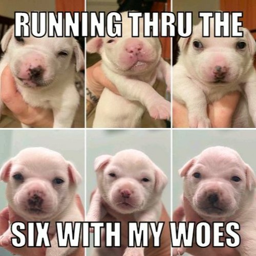 cute stupid dog snippets