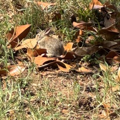 MONEY IN THE MAIL by Wes Patrick (stecker remix)