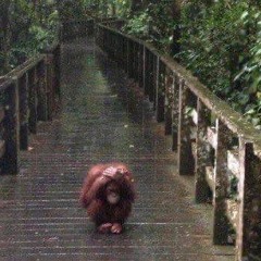 Jumis mun komeros (9-3 2007)