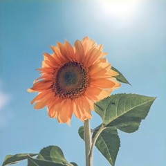One Week One Song - เพลงที่ 16 [ My Sunflower ]