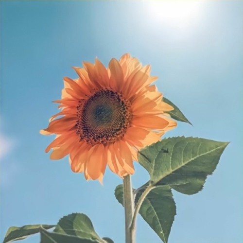 One Week One Song - เพลงที่ 16 [ My Sunflower ]