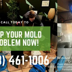 Mold Removal Hillsdale Portland Oregon - Pure Maintenance Portland - 503-461-1006