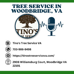 How to tell if a tree needs to be removed in Louisville, KY