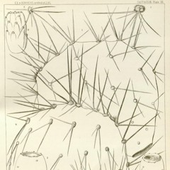 HK_Fantaisies_tracks_213