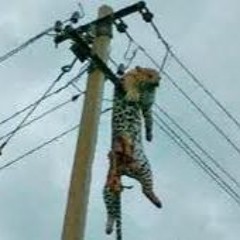 Des Sots Et Des Monts (Intro)