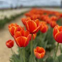 Watermark - Live from Asbury Park, NJ