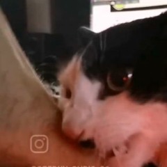 ▶ DeCaT_2022