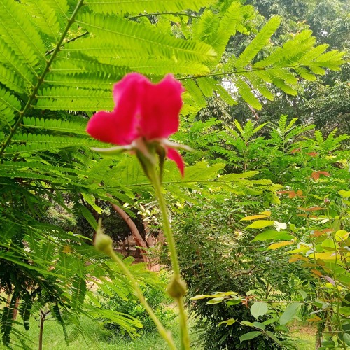 Jindabad Jindabad Ae Mohabbat Jindabad