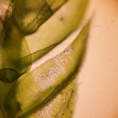 microfauna I