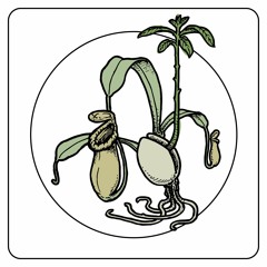 Slow Growth - 04.04.2020