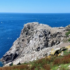 Gannet Colony - Great Saltee Island, Co. Wexford. May 2022