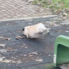 clarabella falls down