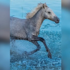 حمدى  الزامل سورة الاسراء