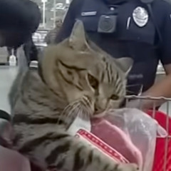 FELINE SUSPECT IN CUSTODY