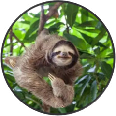Sloth Run