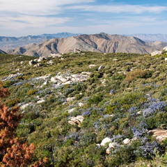 Chaparral