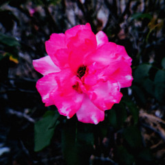 (FREE) Lo-Fi type beat - Rosebush