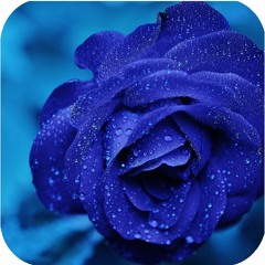 I Love You King Jesus