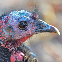 The Sesh: Episode 82: Psychedelic Turkey