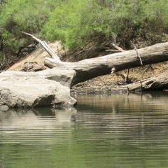 Collie River Hydrophone Recordings Booth St Site 01/03/2022