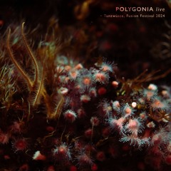 Polygonia 𝘭𝘪𝘷𝘦 | Tanzwüste @ Fusion 2024