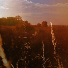dream fields